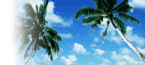 image_summer